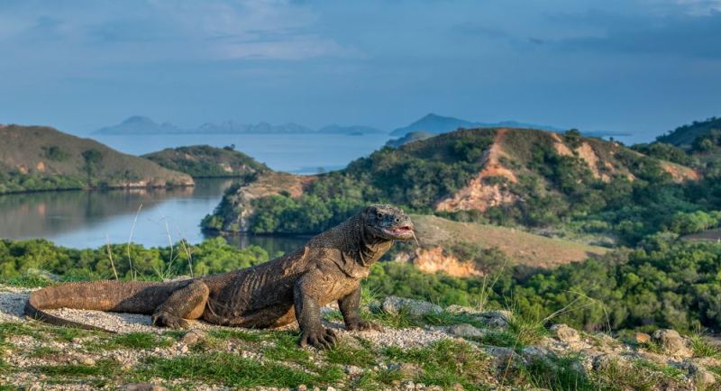 Pulau Komodo dan Labuan Bajo Apakah Sama? Ini Perbedaannya