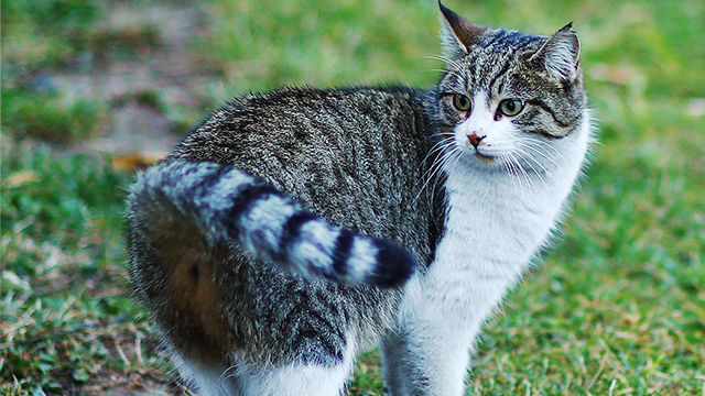 Kucing Ternyata Bisa Saling Kenali Lewat Bau Pipisnya, Penasaran? Ini Rahasianya